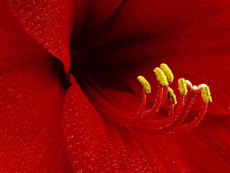 Close-up of a red flower
