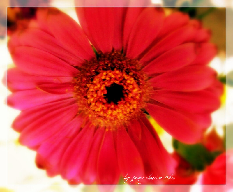 close-up of a red flower