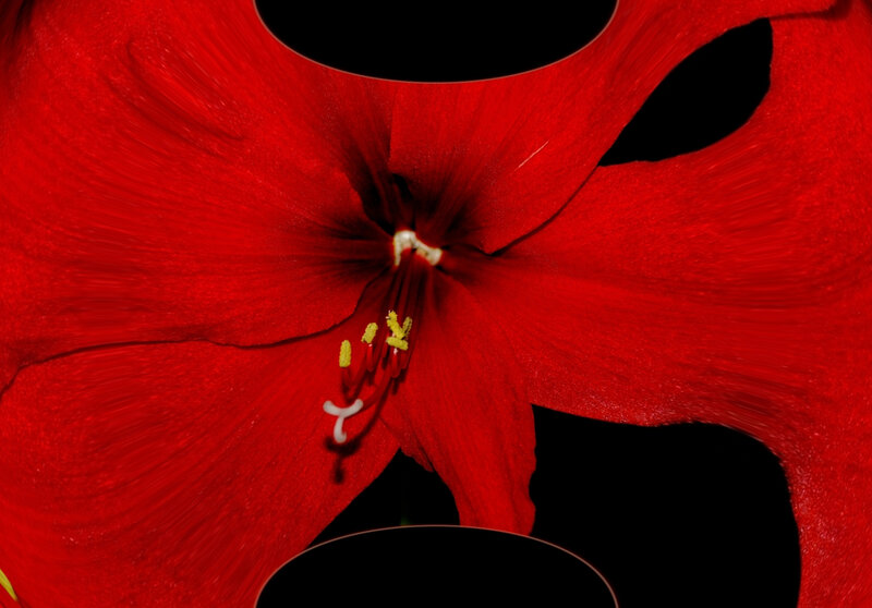 Close-up of a red flower