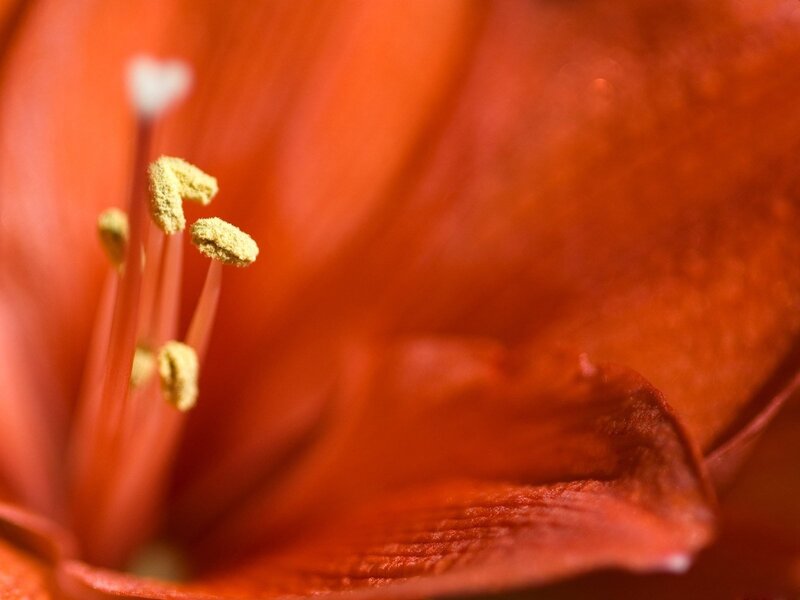 close-up of a red flower