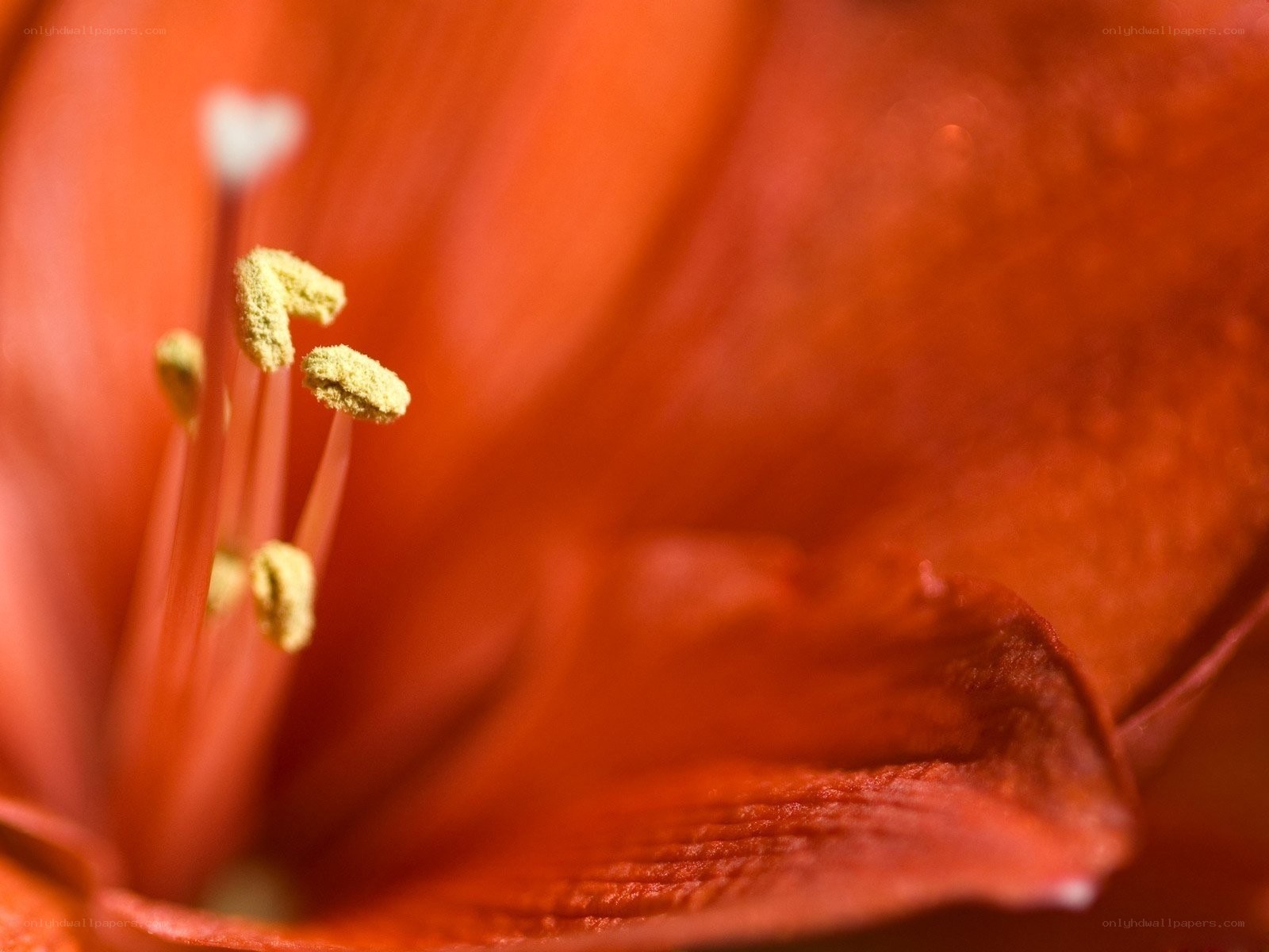 close-up of a red flower