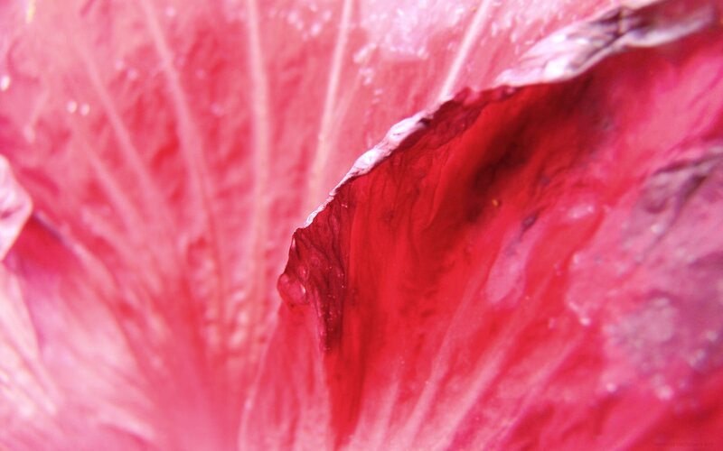 Close-up of a red flower petal