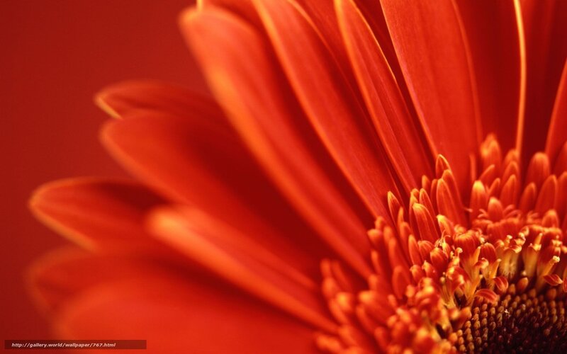 Close-up of a red flower