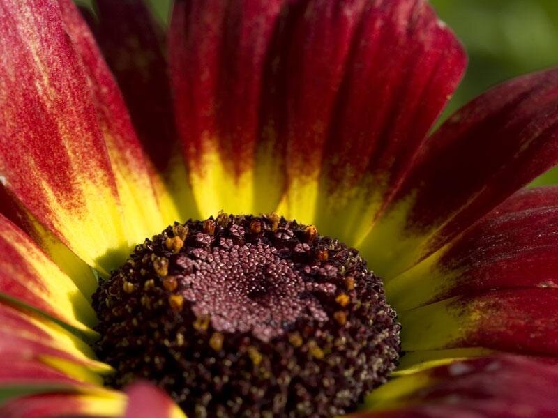 Close-up of a Red Flower — Vibrant