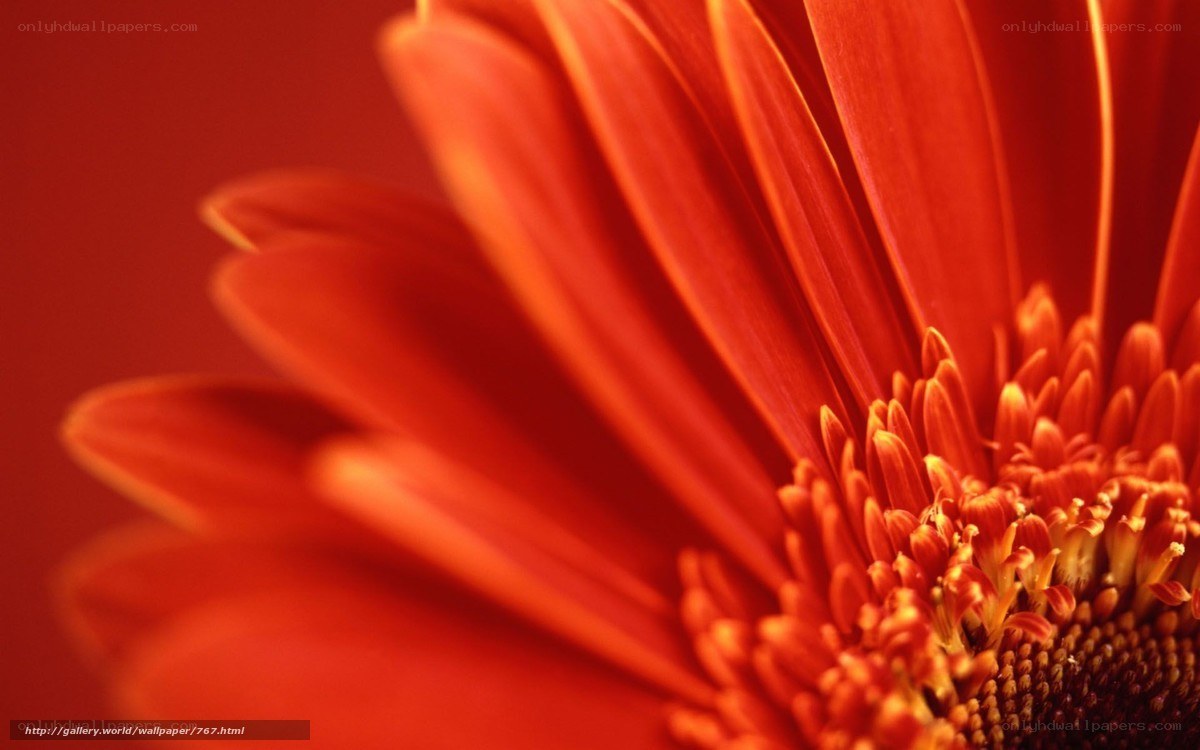Close-up of a red flower