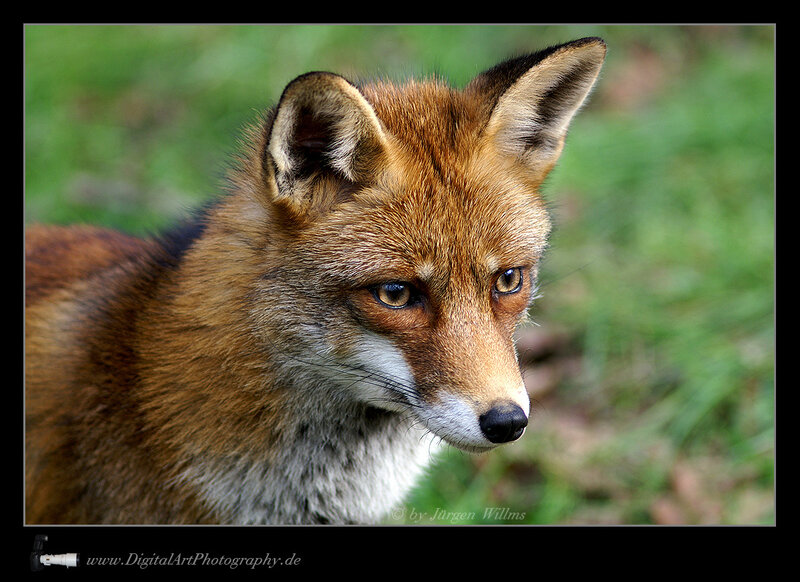 close-up of a red fox