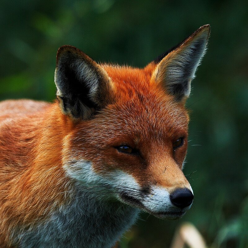 Close-up of a red fox