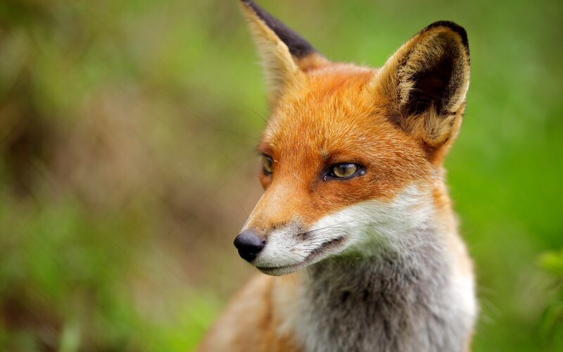 close-up of a red fox
