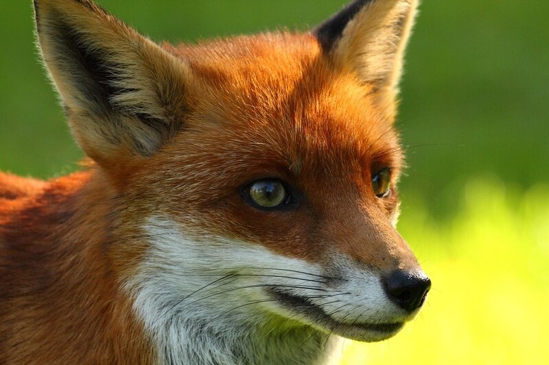 close-up of a red fox