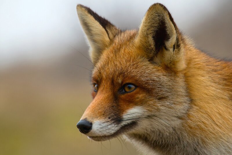 close-up of a red fox