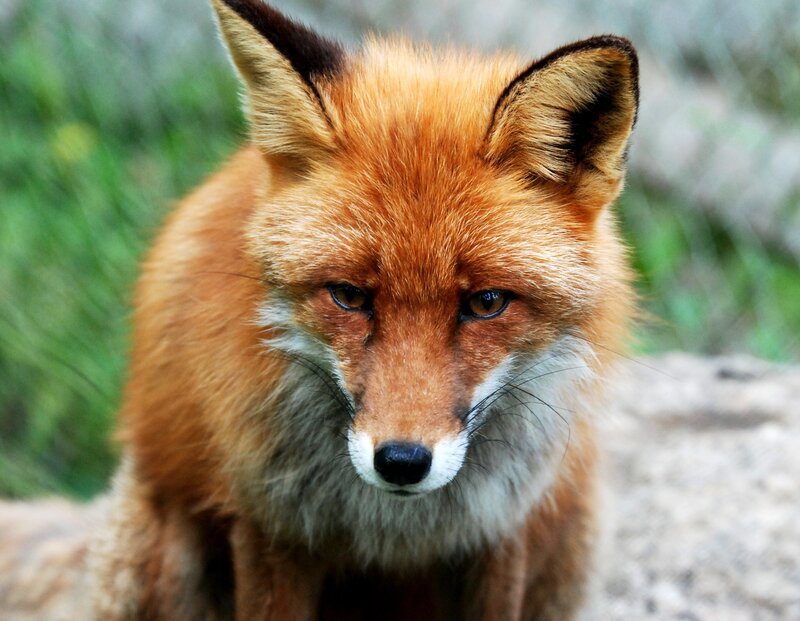 close-up of a red fox