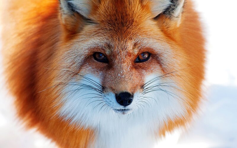 Close-up of a red fox