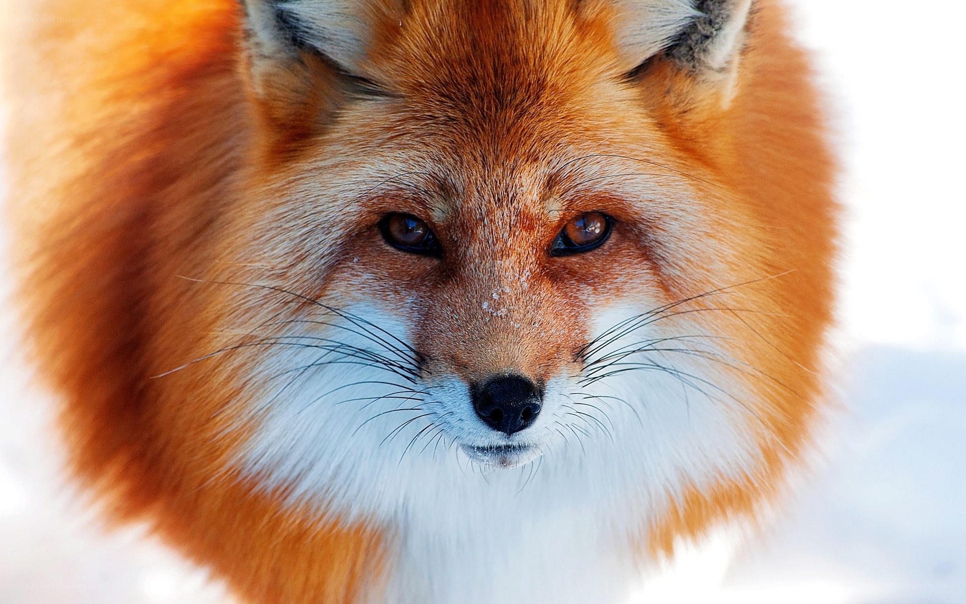 Close-up of a red fox