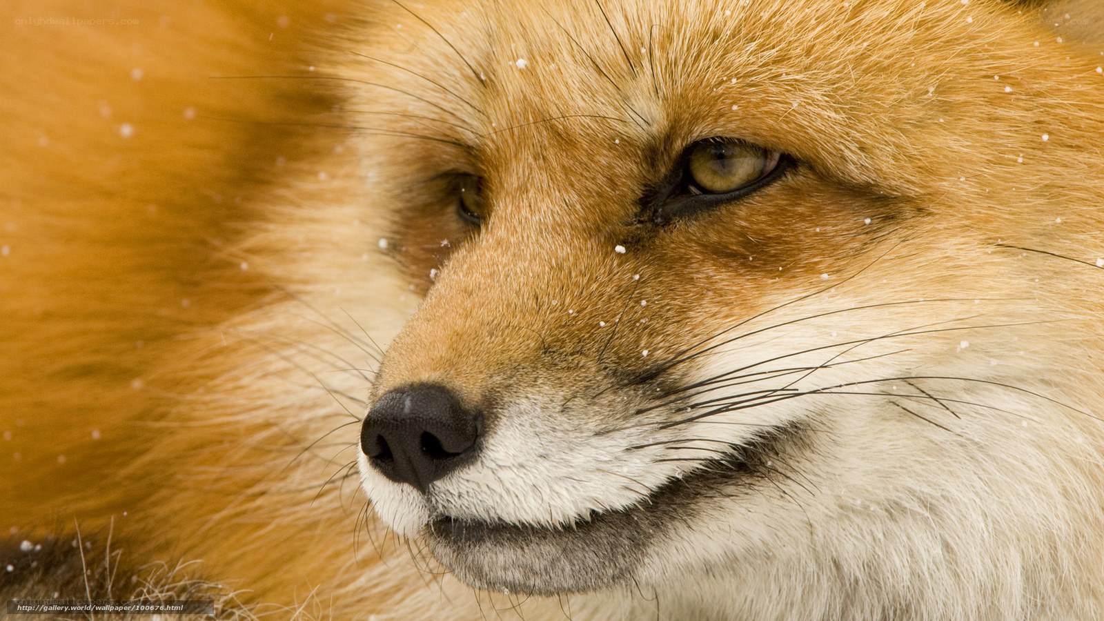 Close-up of a red fox