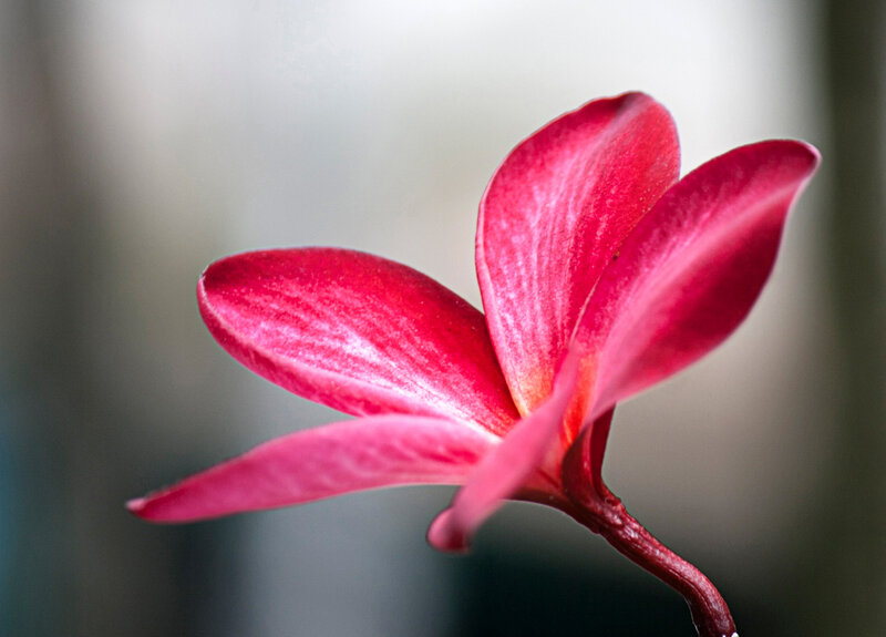 Close-up of a red frangipani