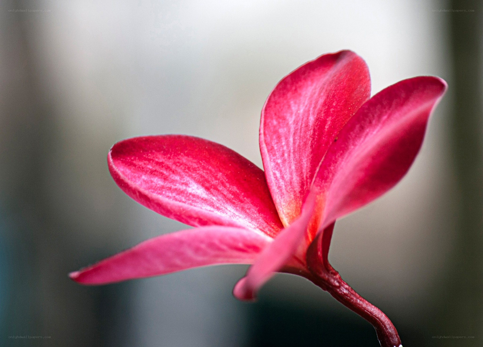 Close-up of a red frangipani