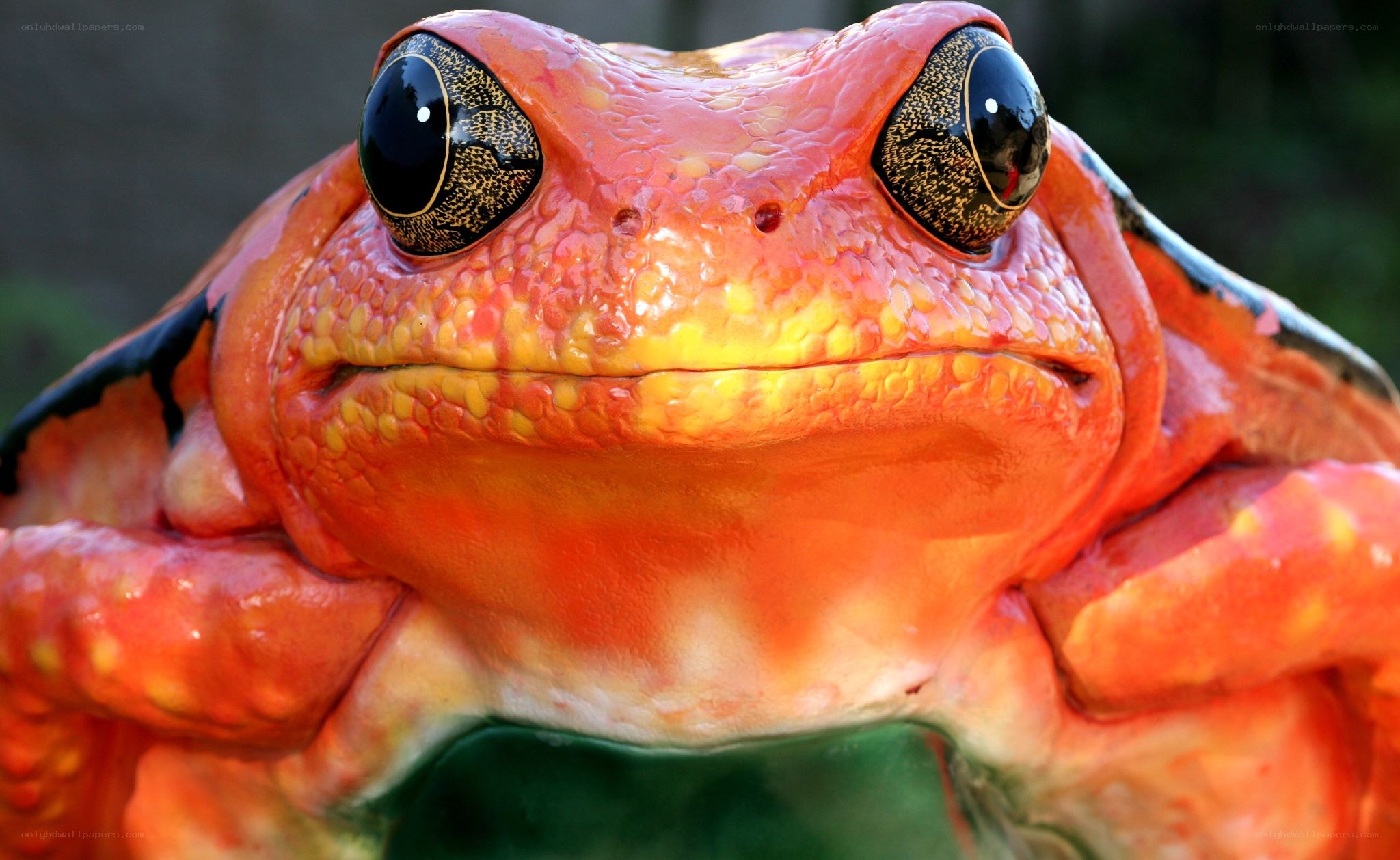 close-up of a red frog