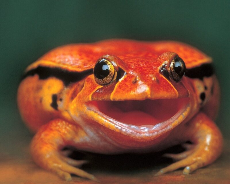 Close-up of a red frog