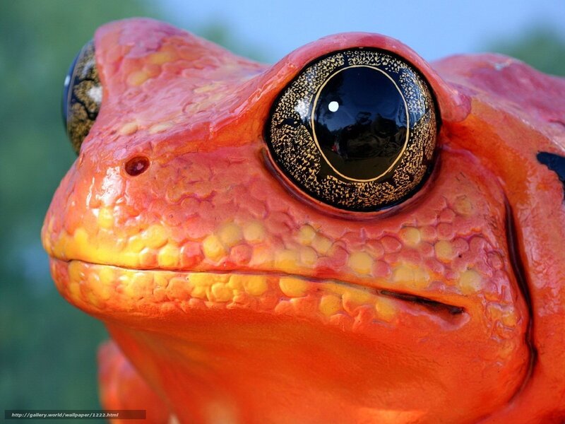 Close-up of a red frog