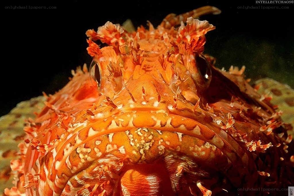 close-up of a red frogfish