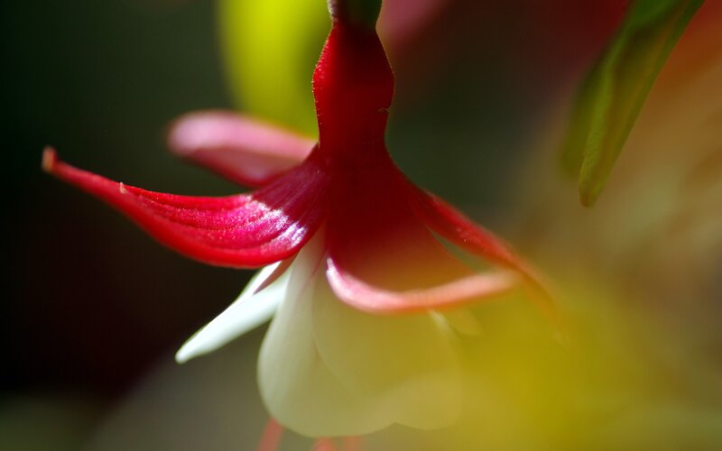 Close-up of a red fuchsia flower