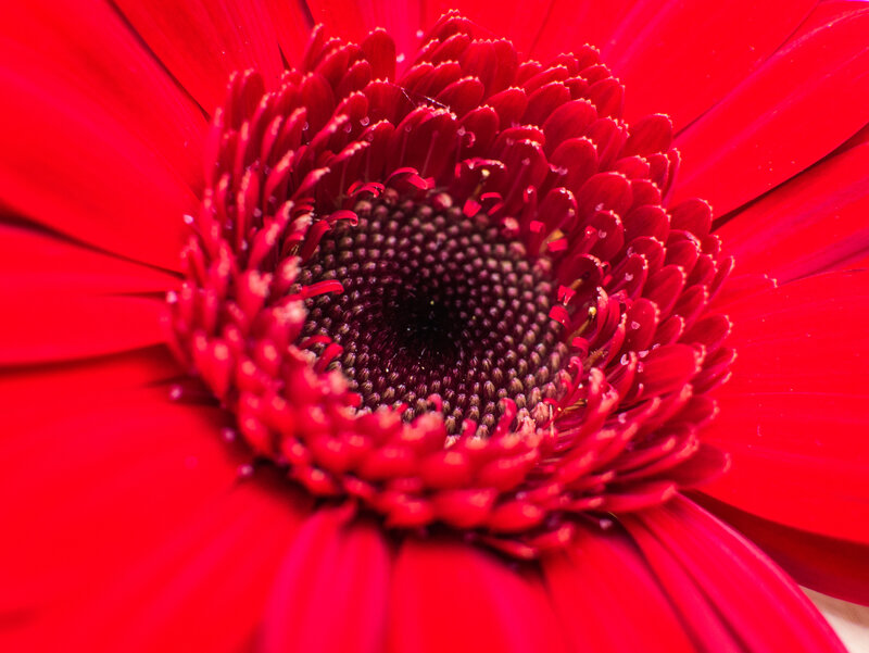 Close-up of a red gerbera daisy