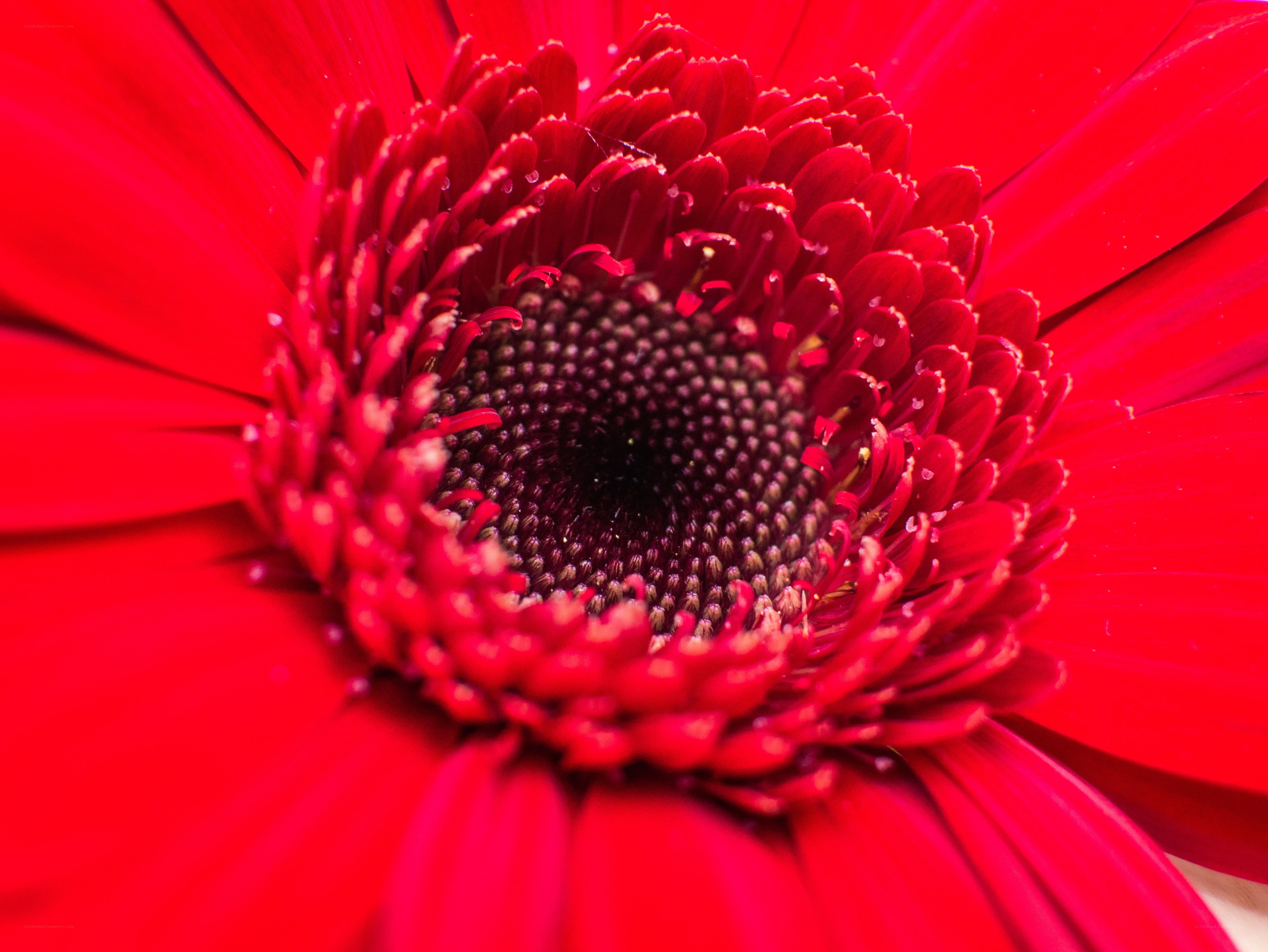 Close-up of a red gerbera daisy