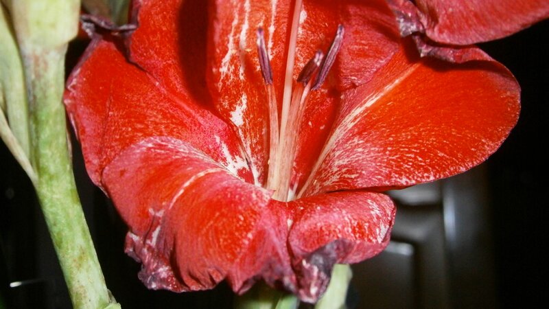 close-up of a red gladiolus