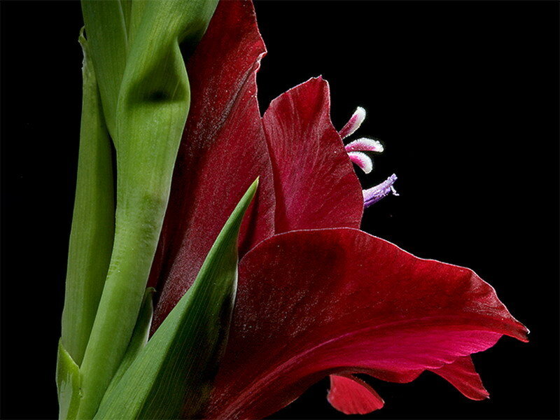 Close-up of a red gladiolus flower