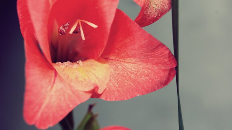 close-up of a red gladiolus flower