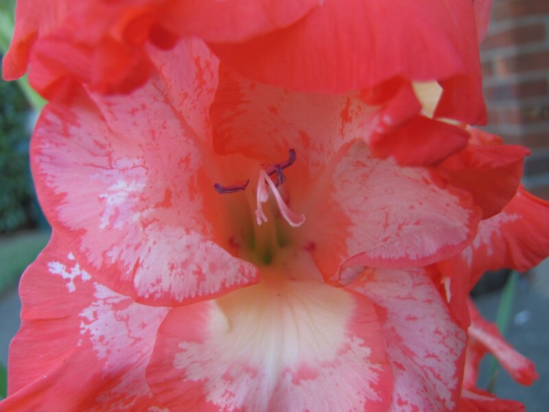 close-up of a red gladiolus