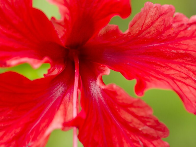 Close-up of a red hibiscus flower