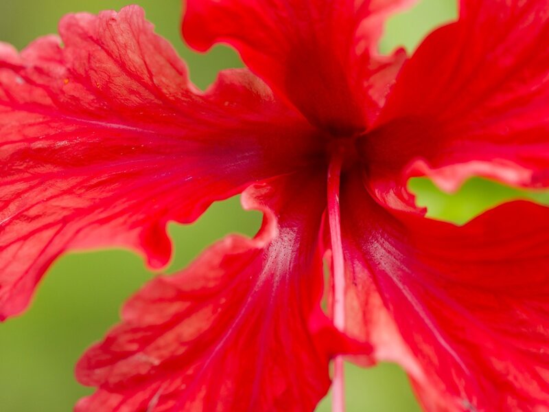 Close-up of a red hibiscus flower