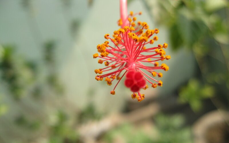 close-up of a red hibiscus flower