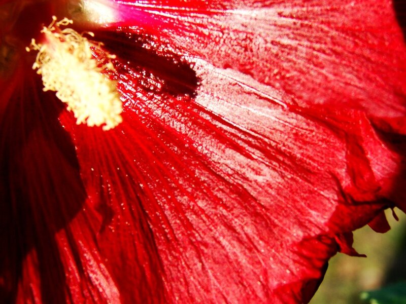 Close-up of a red hibiscus flower
