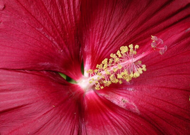 Close-up of a red hibiscus flower