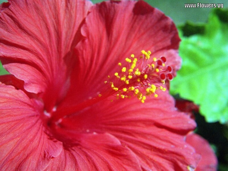 Close-up of a red hibiscus flower