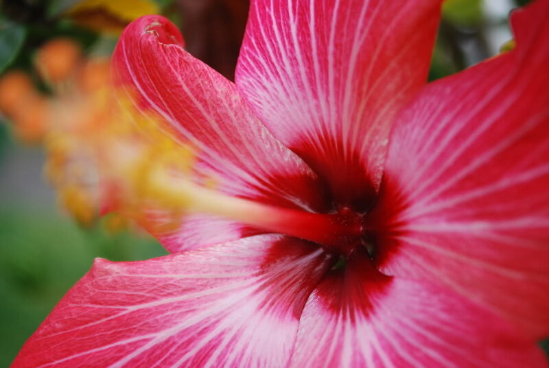Close-up of a red hibiscus flower