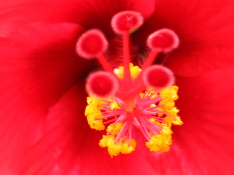 Close-up of a red hibiscus flower