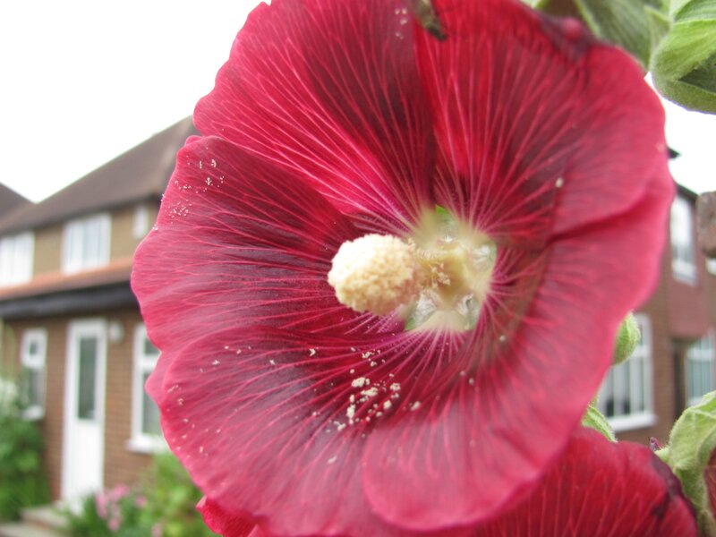 close-up of a red hollyhock flower