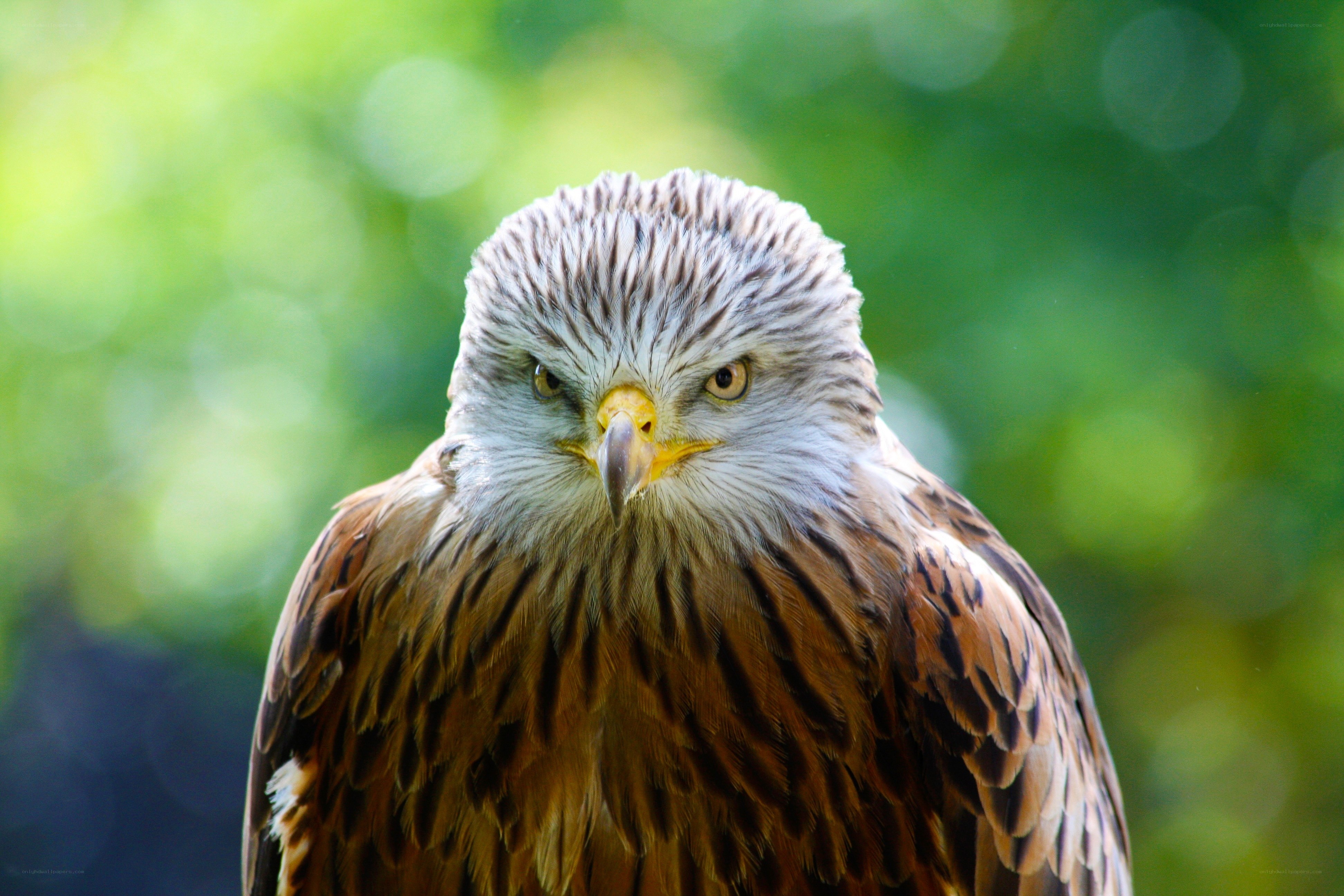 Close-up of a red kite