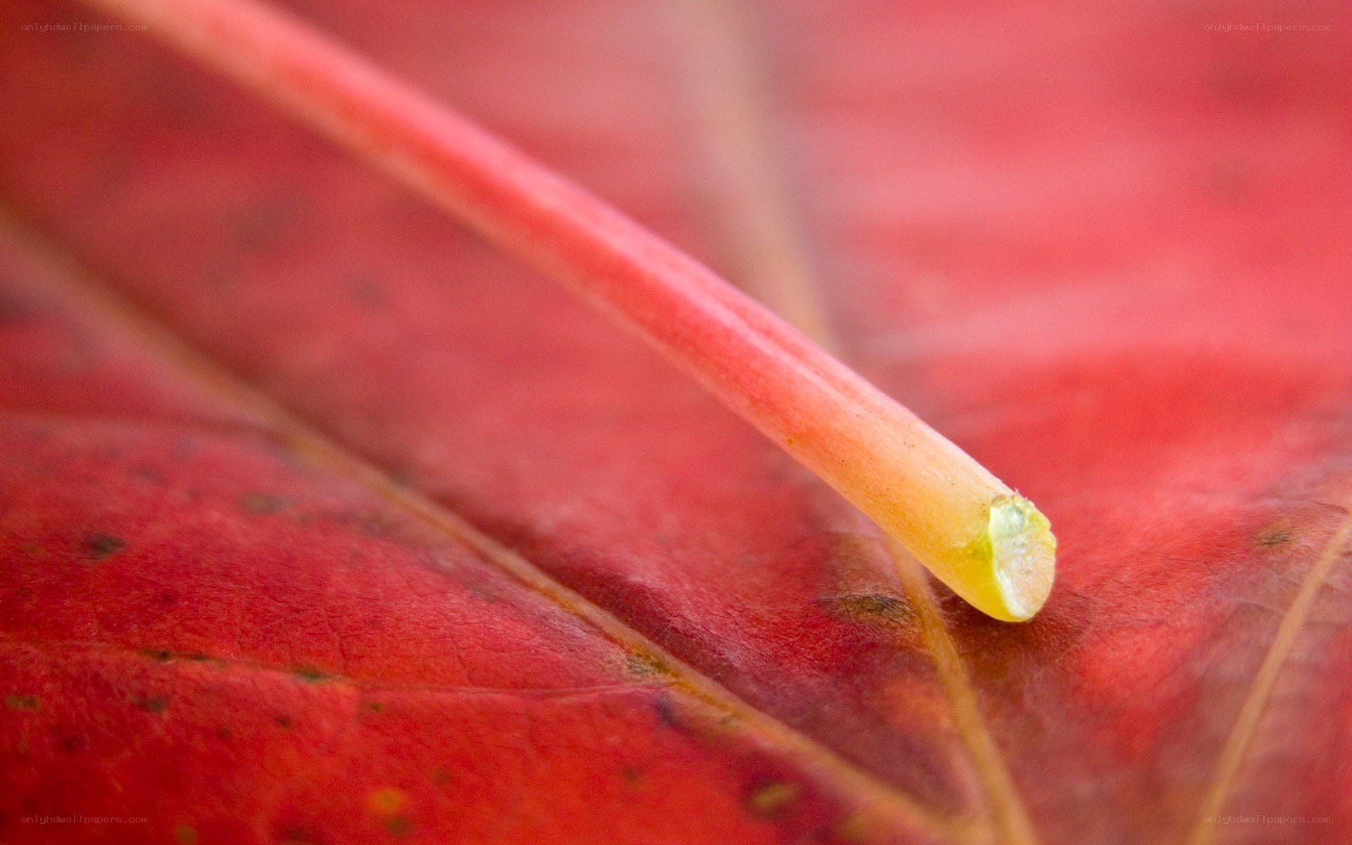 Close-up of a red leaf
