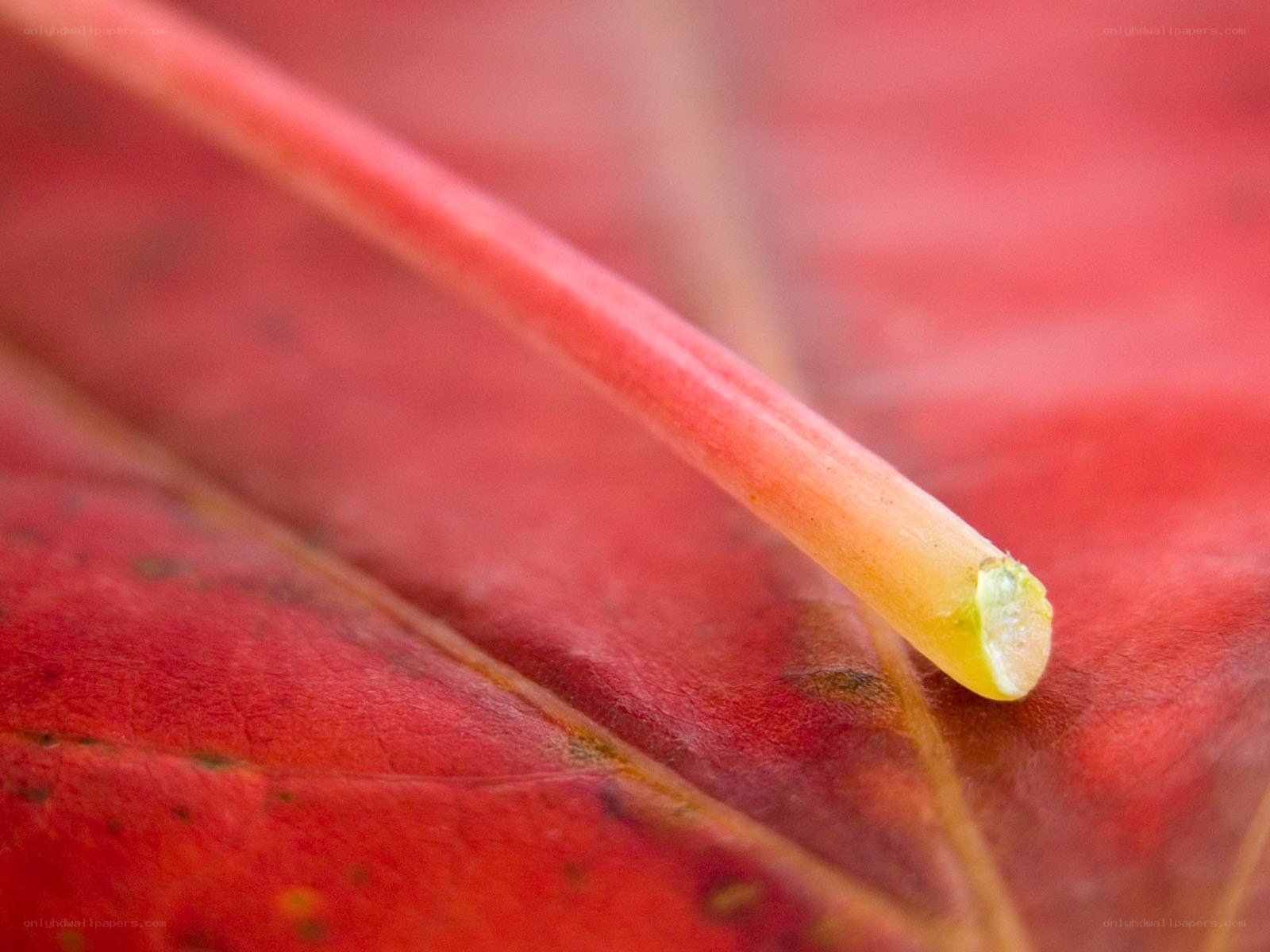 Close-up of a red leaf stem