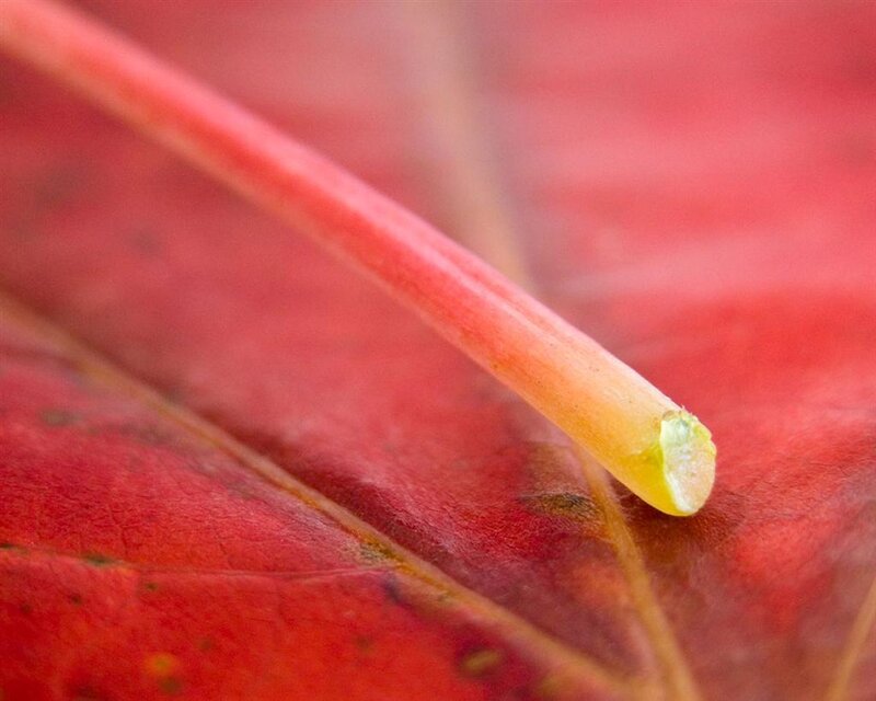 Close-up of a red leaf stem