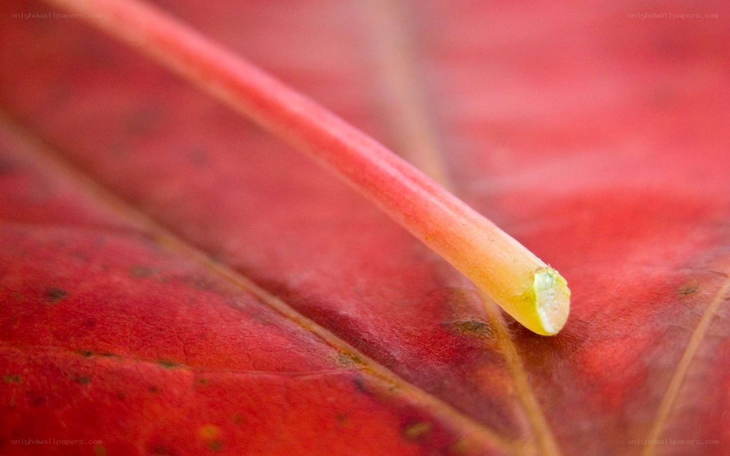 Close-up of a red leaf stem