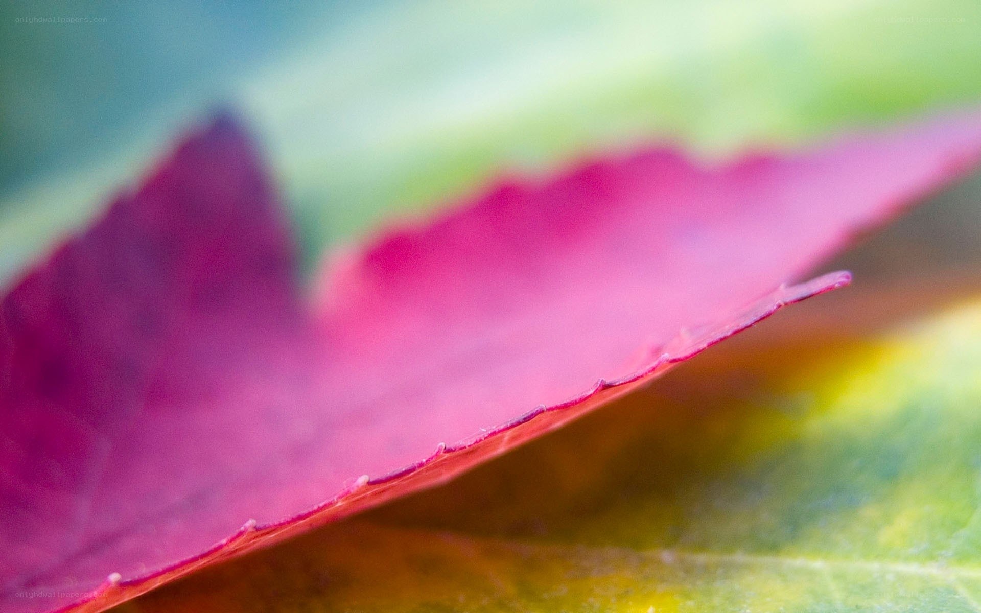close-up of a red leaf