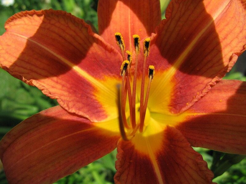 close-up of a red lily