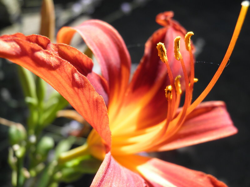 Close-up of a red lily flower
