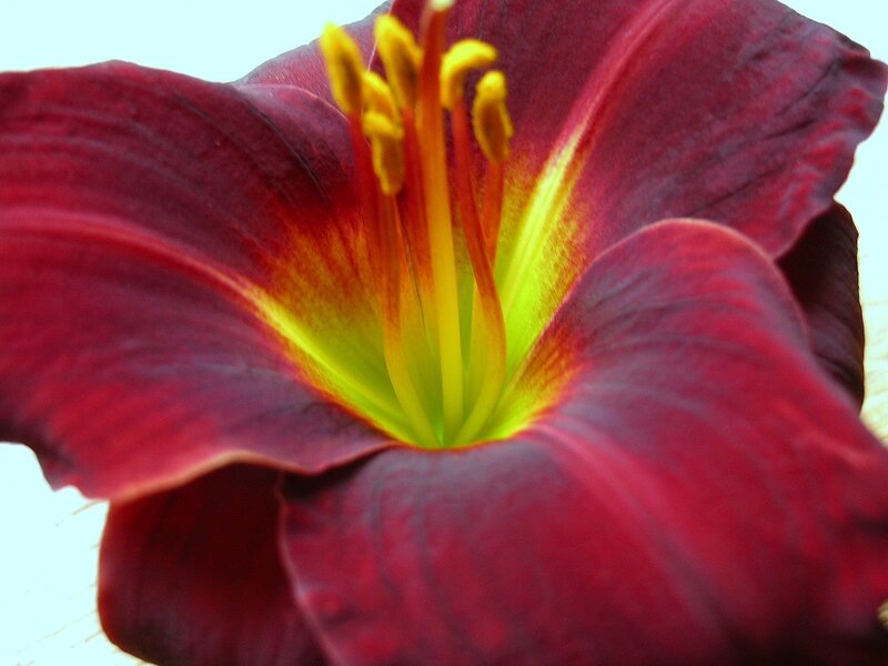 Close-up of a red lily flower