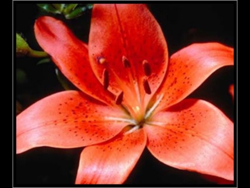 Close-up of a red lily flower